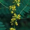 Senna (Cassia) marilandica