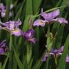 Iris virginica var. shrevei