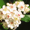 Crataegus viridis