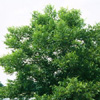 Carya illinoensis