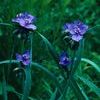 Tradescantia ohiensis