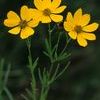 Coreopsis palmata