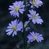 Symphyotrichum oolentangiensis (azureus)