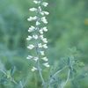 Baptisia alba (leucantha)