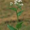 Parthenium integrifolium