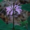 Monarda bradburiana