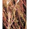 Andropogon ternarius