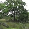 Quercus stellata