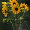 Helianthus salicifolius