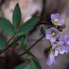 Polemonium reptans