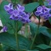 Mertensia virginica