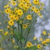 Silphium perfoliatum