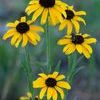 Rudbeckia missouriensis