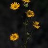 Silphium terebinthinaceum