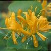 Lonicera flava