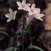 Claytonia virginica