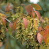 Carpinus caroliniana