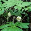 Podophyllum peltatum