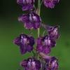 Delphinium exaltatum