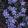 Phlox bifida