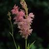 Filipendula rubra