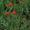Castilleja coccinea