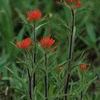 Castilleja coccinea