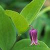 Clematis fremontii