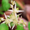 Sedum ternatum