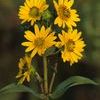 Silphium integrifolium