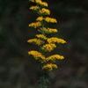 Solidago nemoralis