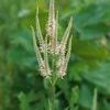 Veronicastrum virginicum