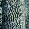 Fraxinus americana