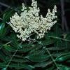 Rhus copallina