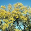 Fraxinus pennsylvanicus lanceolata