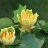 Lirondendron tulipifera