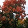 Acer saccharum