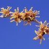 Hamamelis vernalis