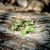 Crataegus marshallii