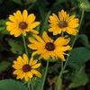 Rudbeckia subtomentosa