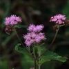 Eupatorium coelestinum