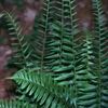 Polystichum acrostichoides