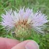 Centaurea americana