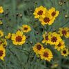 Coreopsis tinctoria