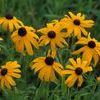 Rudbeckia hirta