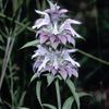 Monarda citriodora