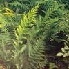 Dryopteris celsa