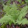 Dryopteris marginalis