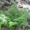 Dryopteris carthusiana