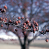 Crataegus crusgalli